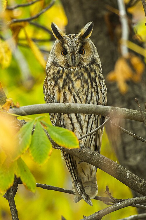 Long-eared owl